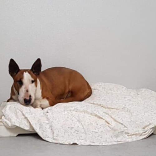 Sweetie - foster carer needed 