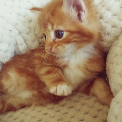 Leo