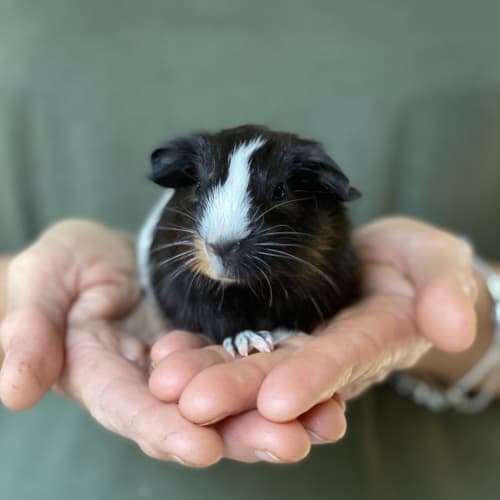 Pablo - De-sexed (Available from the 03/04/2020) 