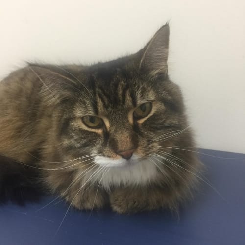 Rocky - Meet me at Neko HQ in Preston