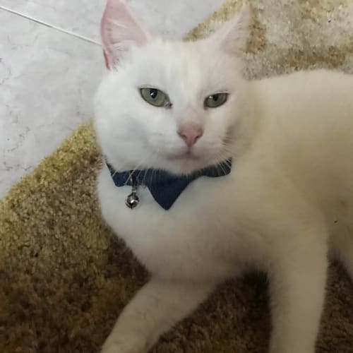 Snowy - Meet me Saturday @Neko HQ, Preston