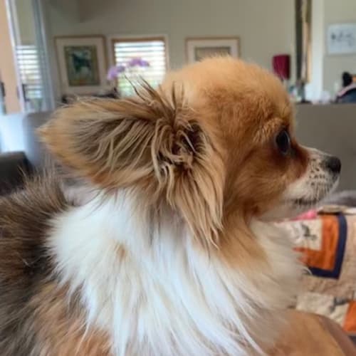 Max