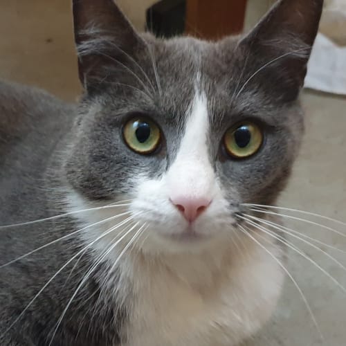 Banjo