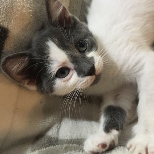 Sir Meowsalot