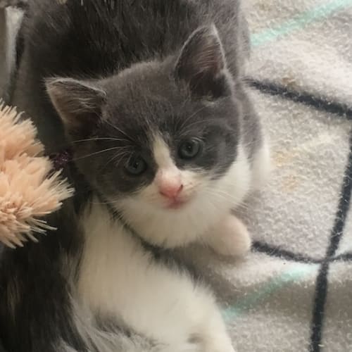Moonpie