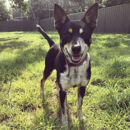 Lucy ~ 9 month old Kelpie X  (on trial 11/11/19)