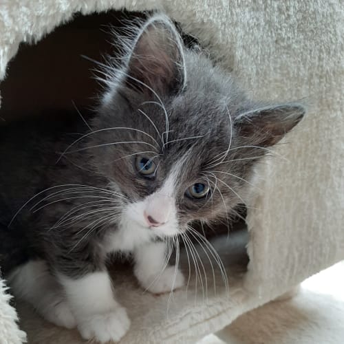 Rocky **2nd Chance Cat Rescue**