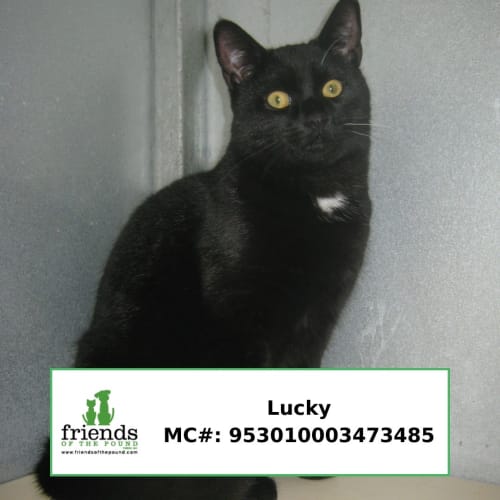 Lucky
