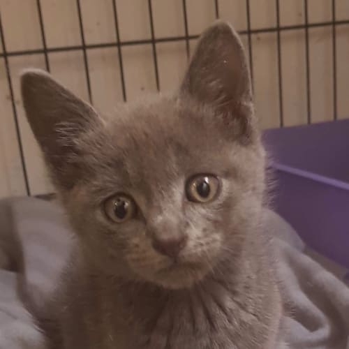 Arya