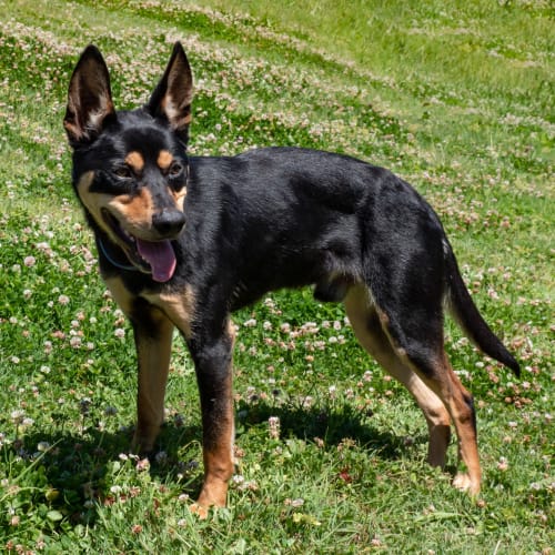 Kipper