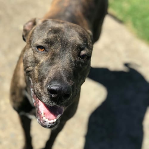 Skylar - Dane x 12 months old