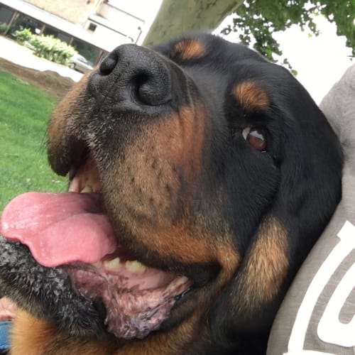 Alfie - Rottweiler (natural bobtail)