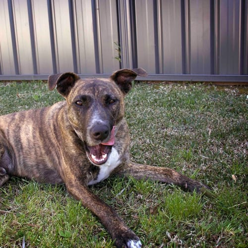 Rusty ~ 2 yo Staffy X (staying with owners)