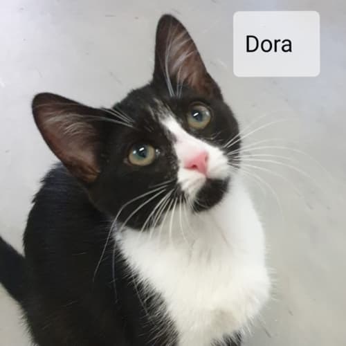 Dora