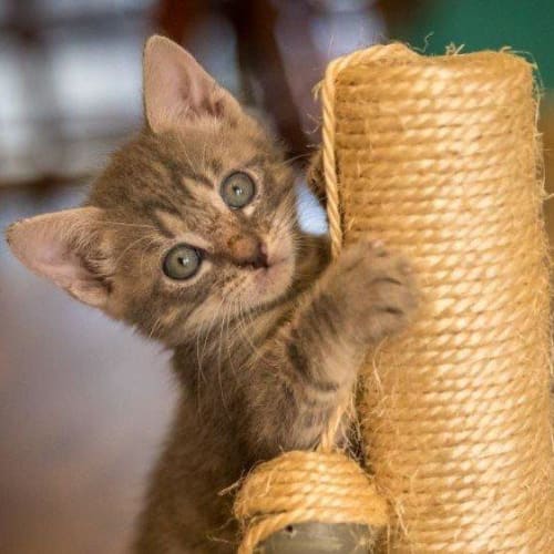 Coco