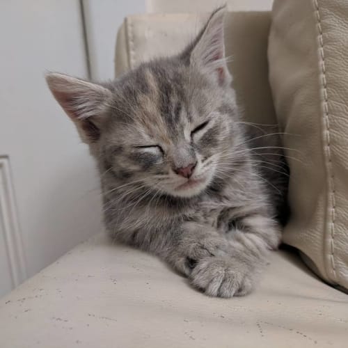 Circular Quay (one of the City Circle Kittens)