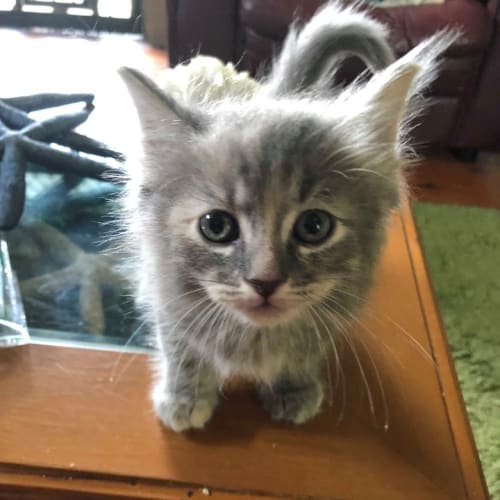 Willow