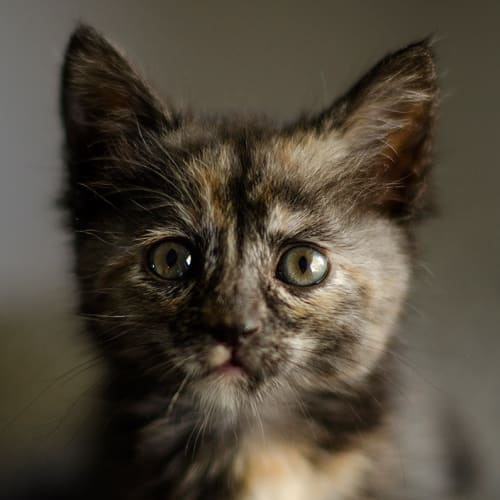 Misaki - available after 28th November