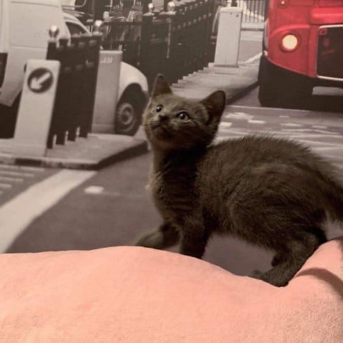 Kit