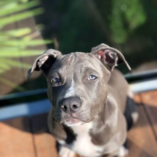 Koda