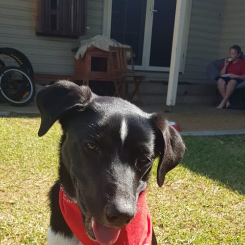 Anna ~ 6 month old Kelpie x (On trial 5/12/19)