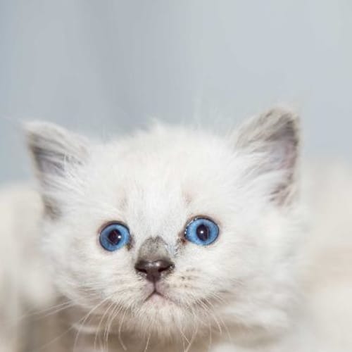 Kimba