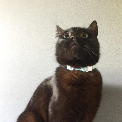 Salem