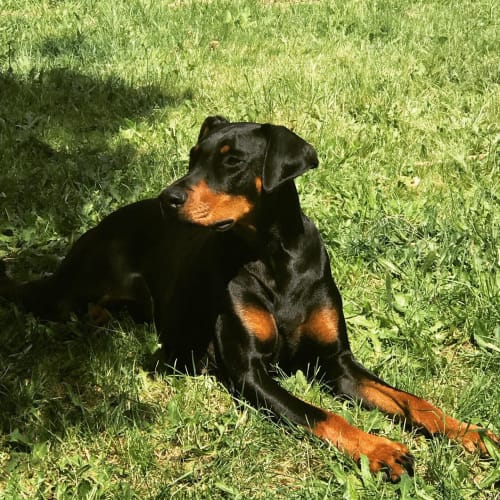 Dobermann 0405210305