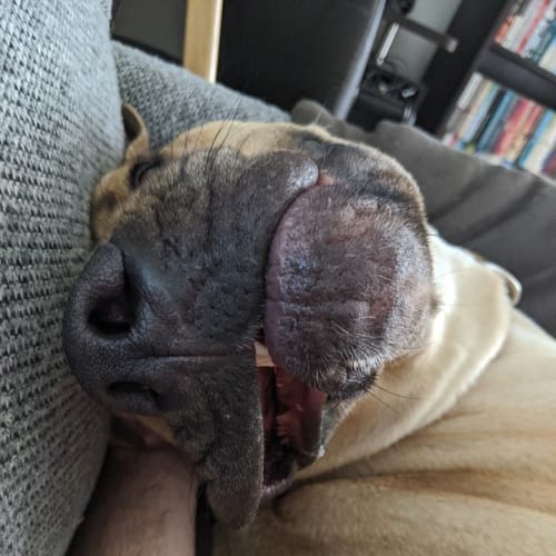 No photo for Dante