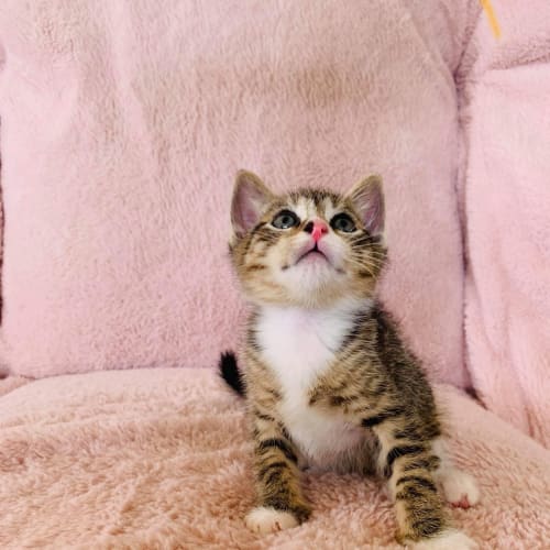 Tigger ~ 7 week old Kitten (18/11/19 on trial)