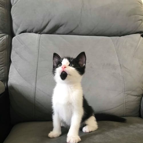 Bat Cat ~ 7 week old Kitten (on trial 20/12/19)