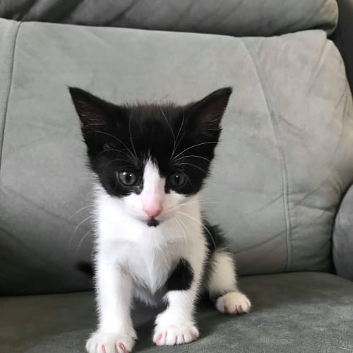 Pickle ~ 7 week old kitten