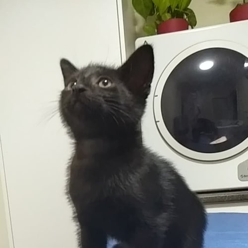 Archer