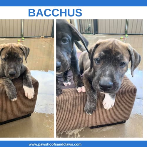 Bacchaus