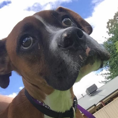 Max