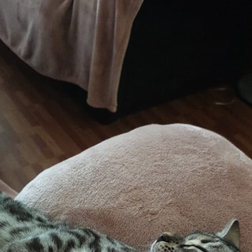 Herbet (aka Herbie) Purebred Bengal