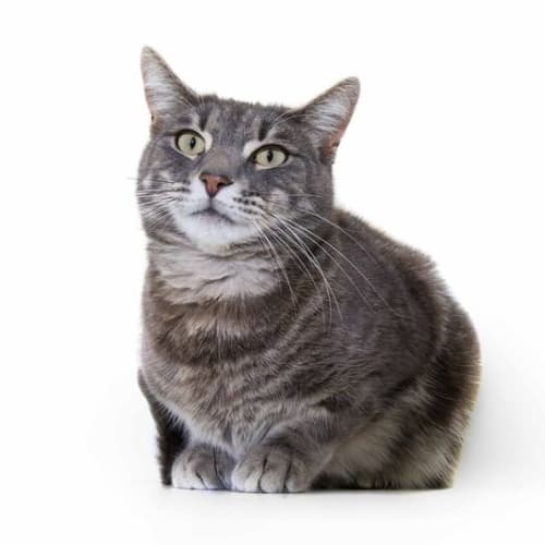 Fergus