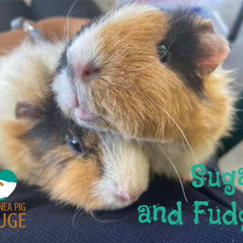 Sugar and Fudge