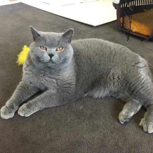 Basil