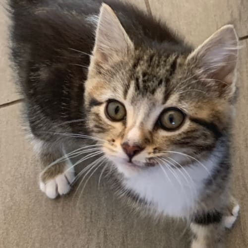 Elliott