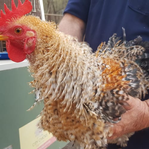 Roosters