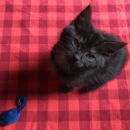Leo