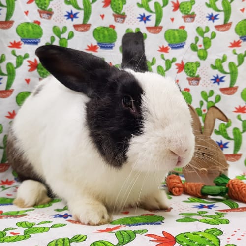 D.O.B: 06/10/2017 Sex: Male Breed: Flemish Giant  