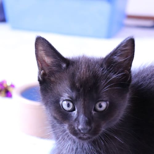 Salem and Draco