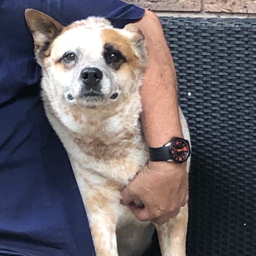 Honey ~ 6 yr Red Heeler