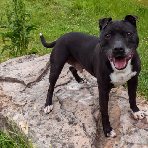 Tyson