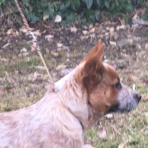 Red dog