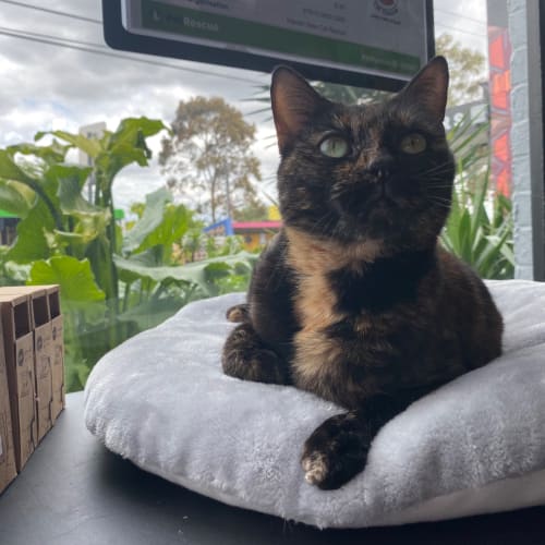 Fern – Meet me at Neko HQ in Preston
