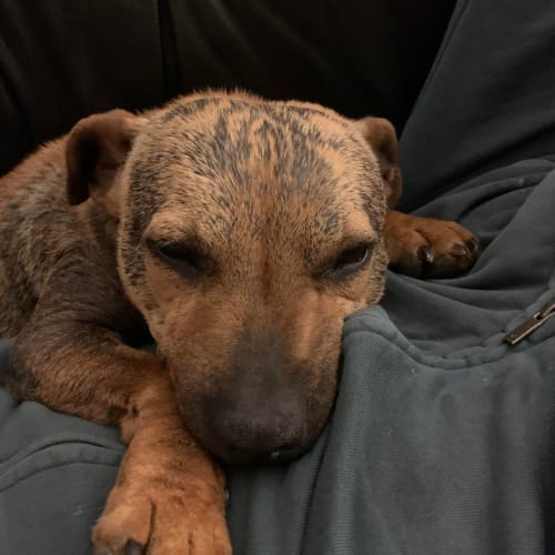 Tillie-Jean  **Assisted Rehome**