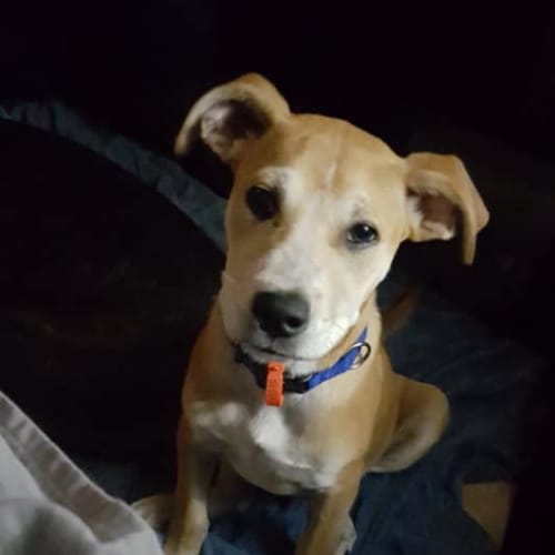 Buddy